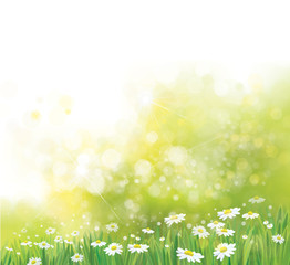 Wall Mural - vector nature, bokeh background, grass and chamomiles flowers.