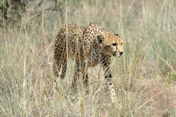 Wall Mural - africa. namibia. cheetah