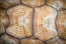 Closeup Of A Turtle Shell