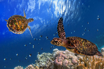  Maldivian Sea Turtle Floating
