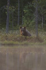 Wall Mural - brown bear near the water with reflection. brown bear in moor. brown bear in bog.