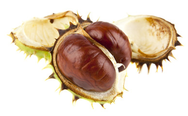 Sticker - chestnuts