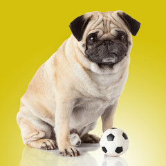 Poster - pug dog isolated on a yellow background