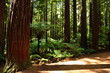 Wald von Neuseeland - Redwoods