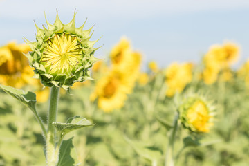 Wall Mural - Sunflower growth and blooming in field