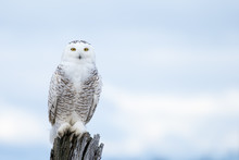 Snowy Owl, Bubo Scandiacus