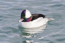 Male Bufflehead Duck Swimming In A Cold Lake In The Winter With Shimmering Purple And Green Colors