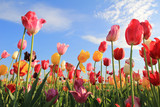Leuchtendes Tulpenfeld und blauer Himmel mit Wolken
