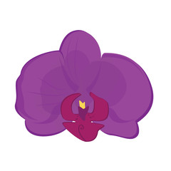 Canvas Print - Purple orchid flower