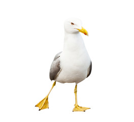 Sea gull, isolated on white background