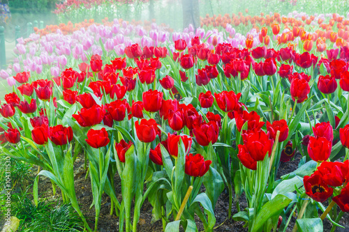 Naklejka nad blat kuchenny tulip garden in nature