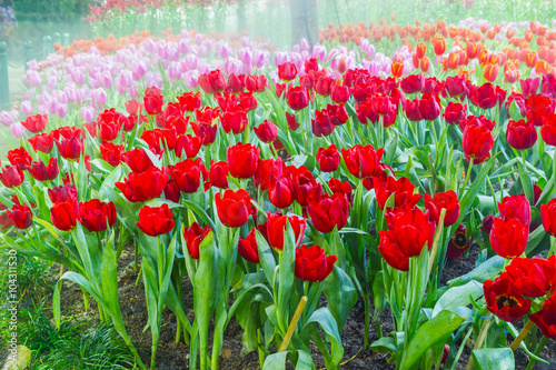 Naklejka na kafelki tulip garden in nature