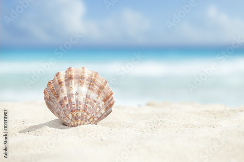 Fotografie, Obraz Scallop Shell in the Sand Beach of the Caribbean Sea
