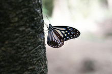 Butterfly Resting On The Tree