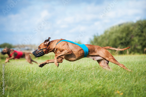 coursing ridgeback