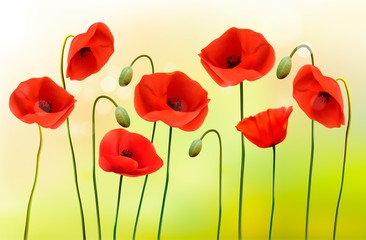 Fototapete - Green poppy background. Vector.