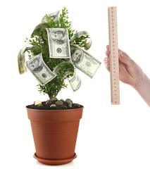 Wall Mural - Money tree and hand with ruler isolated on white