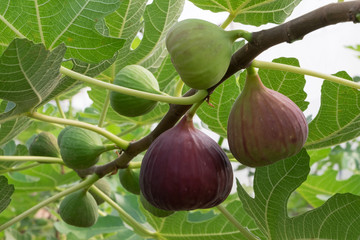 figs on the branch of a fig tree