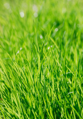 Wall Mural - close up on green grass