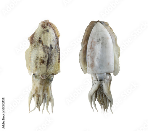 Fotomural Fresh cuttlefish (Sepia) isolated on white background.