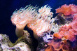 Nemo fish in underworld aquarium with water anemone 