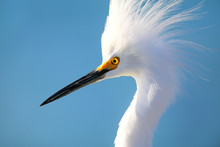 Portrait Of Snowy Egret