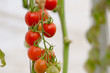 Growing cherry tomatoes in greenhouse