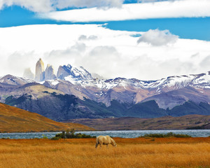 Canvas Print - The national park Torres del Paine