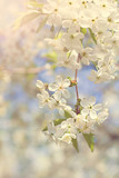 Cherry blossoms on a branch in the sunshine. Tonning photo