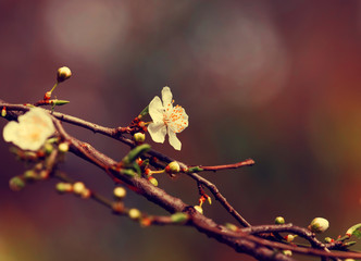 Blossom tree over nature bokeh background/ Spring flowers/Spring Background