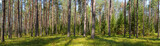 Fototapeta  - Summer conifer forest panorama