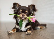 Adorable Chihuahua Dog Lying Down With A Rose