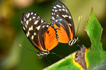 Golden Helicon Butterflies Mating