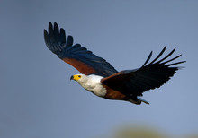 African Fish Eagle In Flight With Clean Blue Background, Kenya, Africa