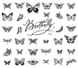 Butterflies graphic illustration