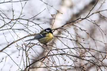 Wall Mural - Great Tit