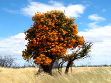 Australian Christmas Tree (Nuytsia Floribunda)