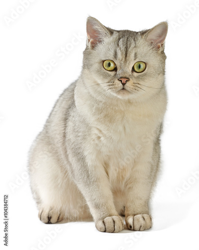 Gray British Shorthair British Shorthair Cat 8 Months Old