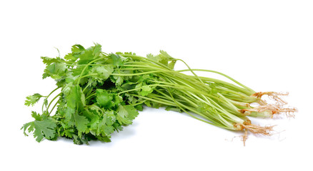 Wall Mural - Bunch of fresh coriander leaves on white background