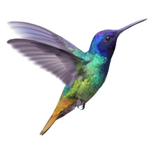 Hummingbird - Golden Tailed Sapphire.
Hand Drawn Vector Illustration Of A Flying Golden Tailed Sapphire Hummingbird With Colorful Glossy Plumage On Transparent Background.

