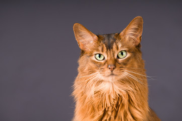 Somali cat portrait