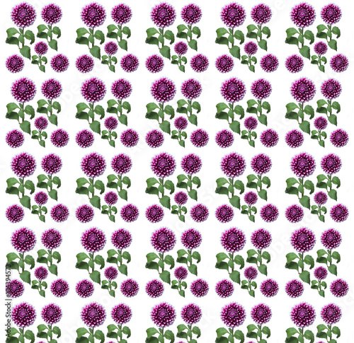 dahlia pink pattern on a long stem
