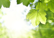 © eivaisla - Mountain maple leaves and copy space. Selective focus on the foreground, nature background with foliagé and sun in springtime. Fresh tree leaves, nature frame.