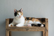 Cute calico cat sitting and looking
