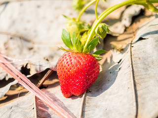 red strawberries on  the outdoor farm