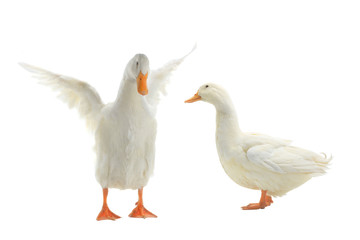  Two  duck