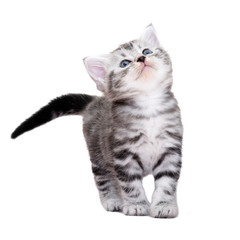 Canvas Print - Cute American shorthair cat kitten. Isolated o white background