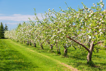 Springtime Apple Orchard At The Peak Of Bloom.