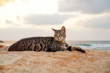 Cat Lay On The Beach