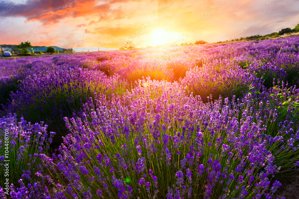 Sunset over a violet lavender field - obrazy, fototapety, plakaty 